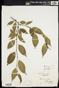 Ilex montana image