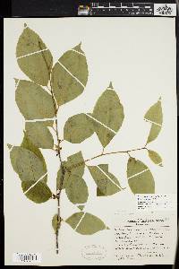 Ilex montana image