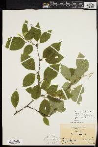 Ilex montana image