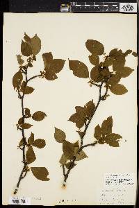 Ilex montana image