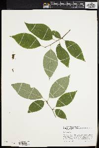 Ilex montana image