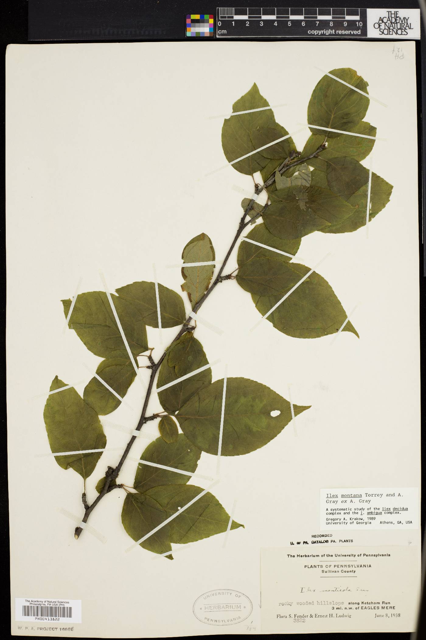 Ilex montana image