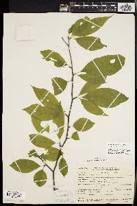 Ilex montana image