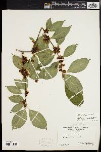 Ilex montana image