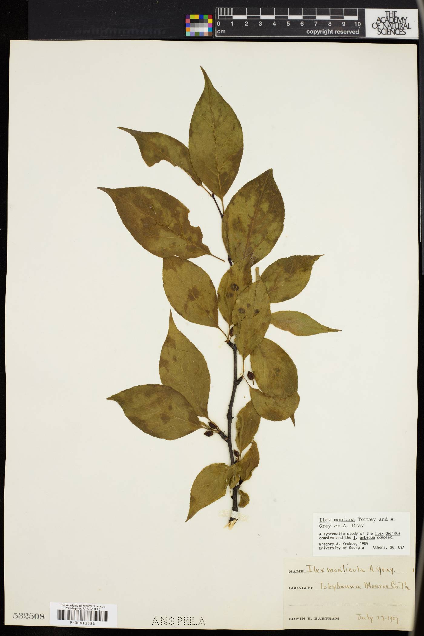 Ilex montana image