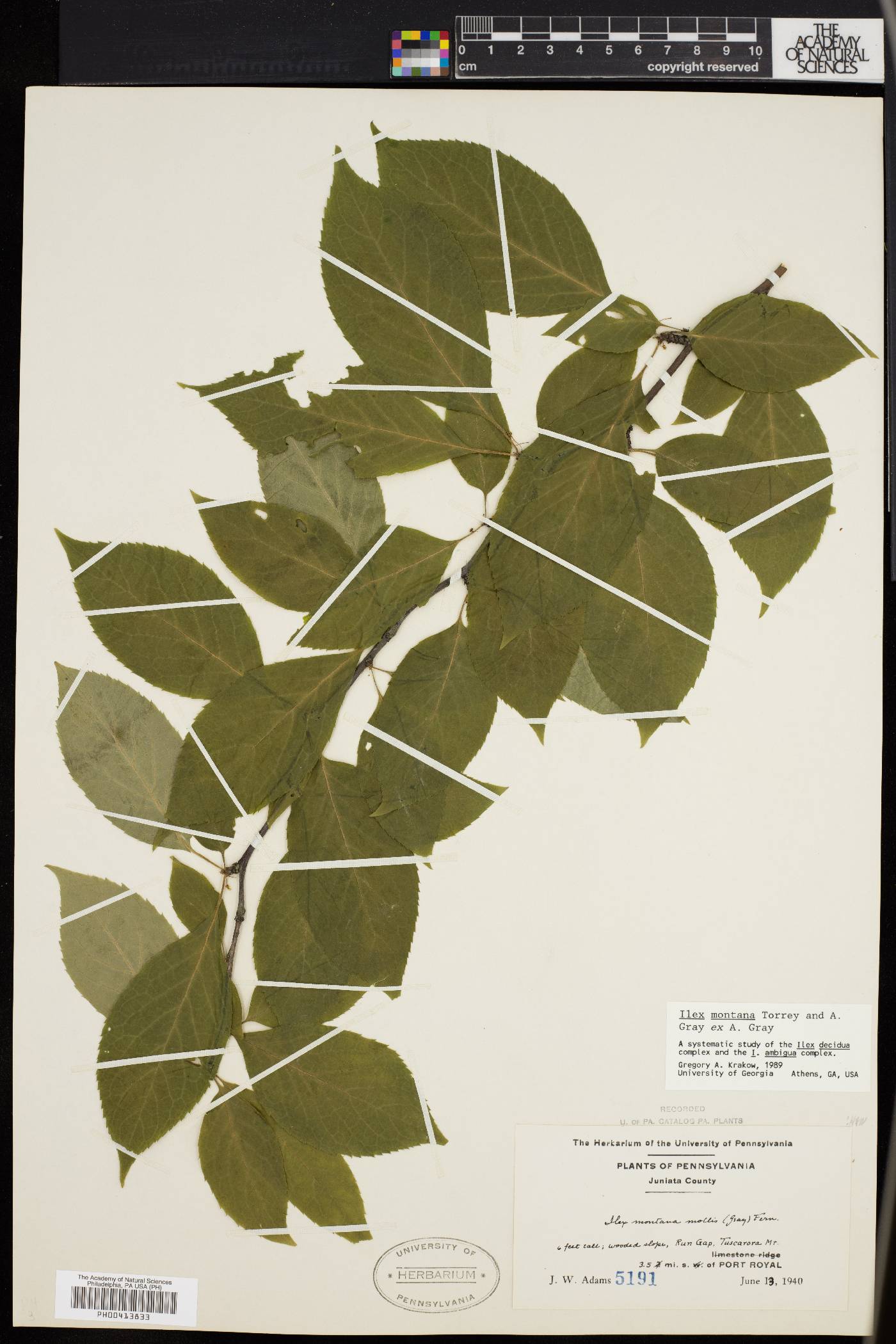 Ilex montana image