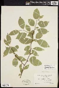 Ilex montana image