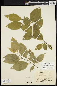 Ilex montana image