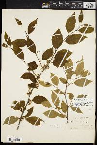 Ilex montana image