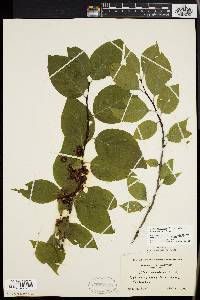 Ilex montana image