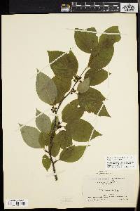 Ilex montana image