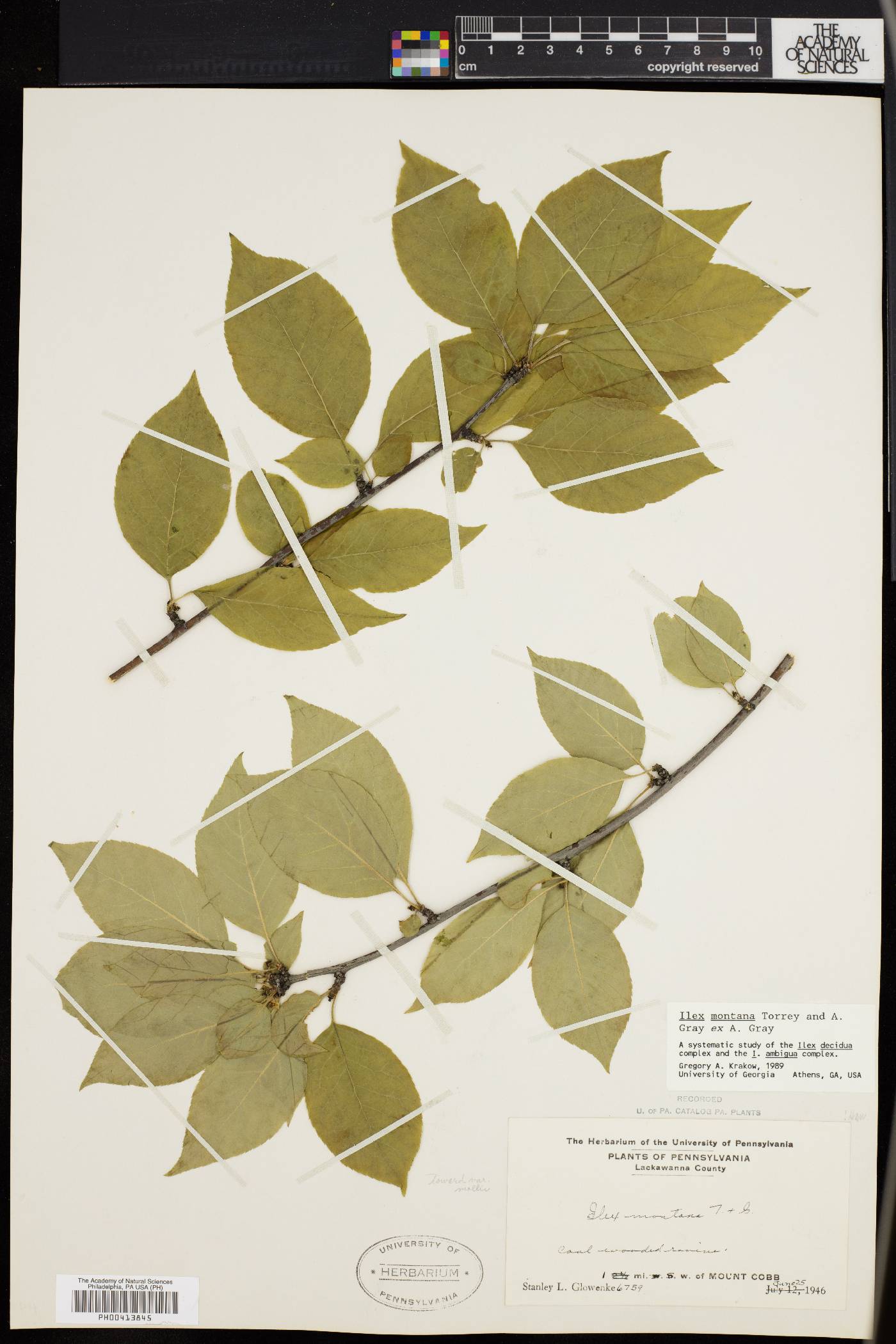 Ilex montana image