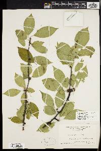 Ilex montana image