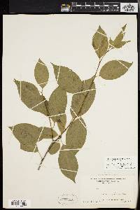 Ilex montana image