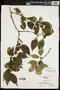 Ilex montana image