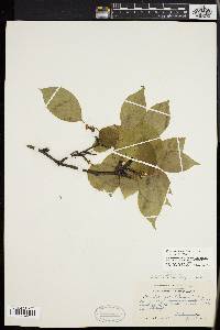 Ilex montana image