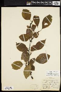 Ilex montana image