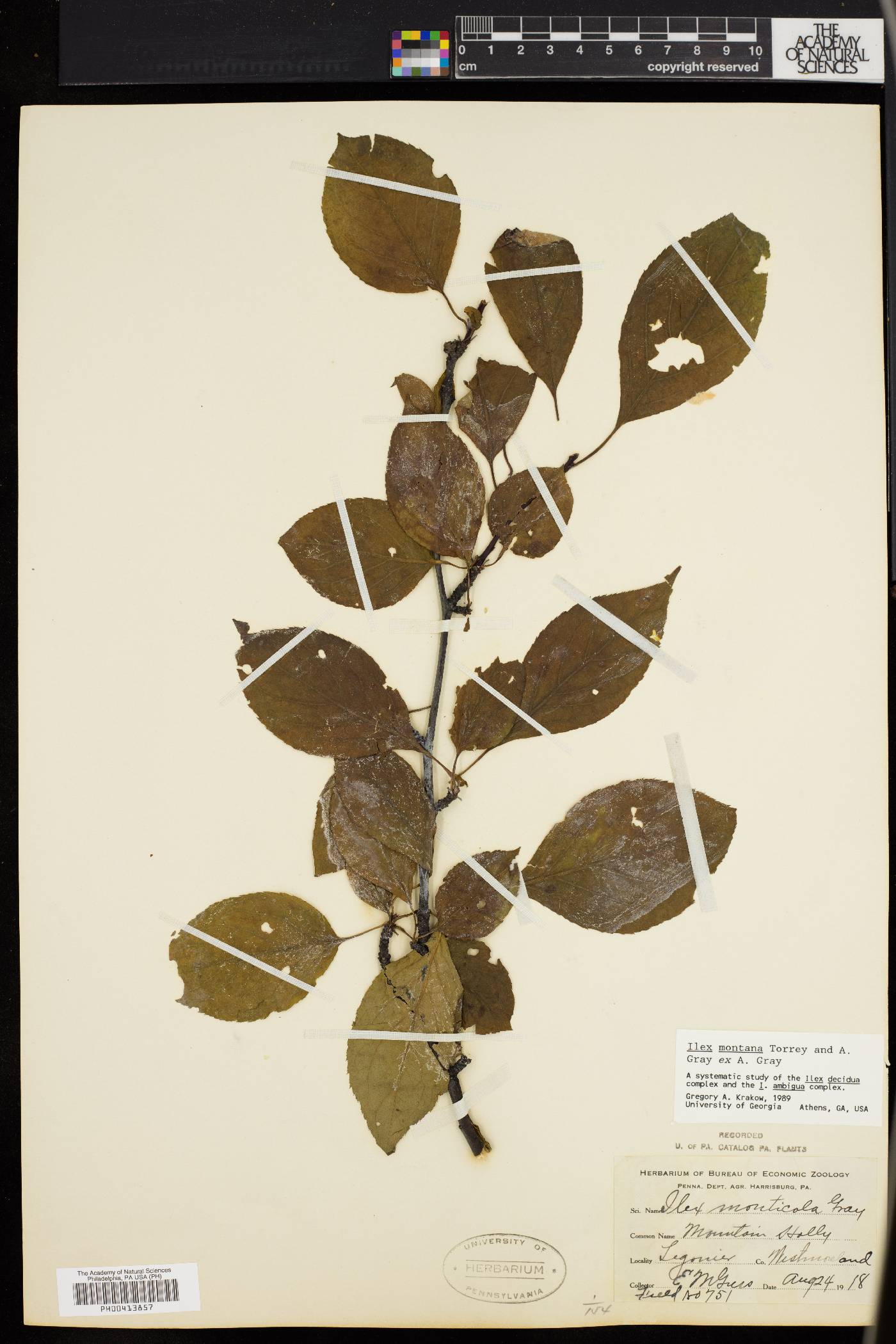Ilex montana image