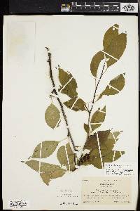 Ilex montana image