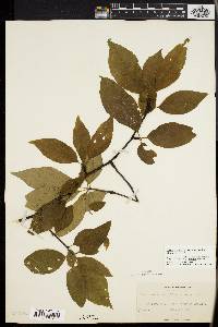 Ilex montana image