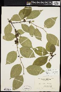 Ilex montana image