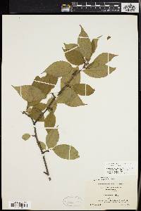 Ilex montana image