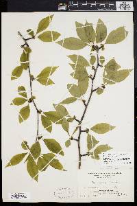 Ilex montana image