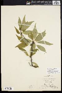 Ilex montana image