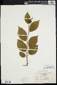 Ilex montana image