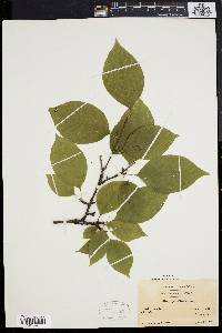 Ilex montana image