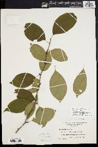 Ilex montana image