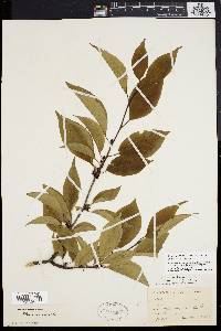 Ilex montana image