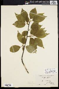 Ilex montana image