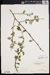 Ilex montana image