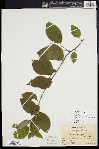 Ilex montana image