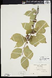 Ilex montana image