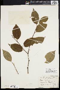 Ilex montana image