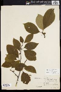 Ilex montana image