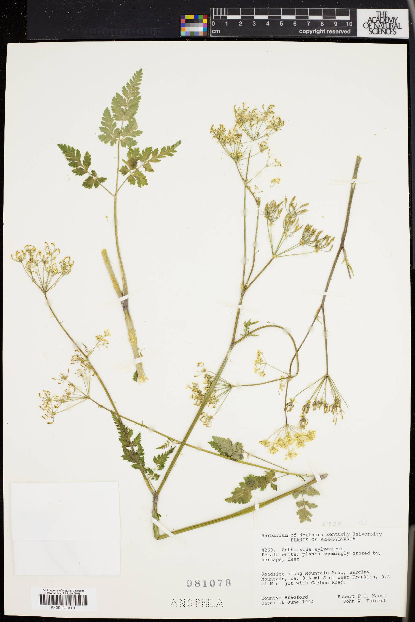 Anthriscus sylvestris image