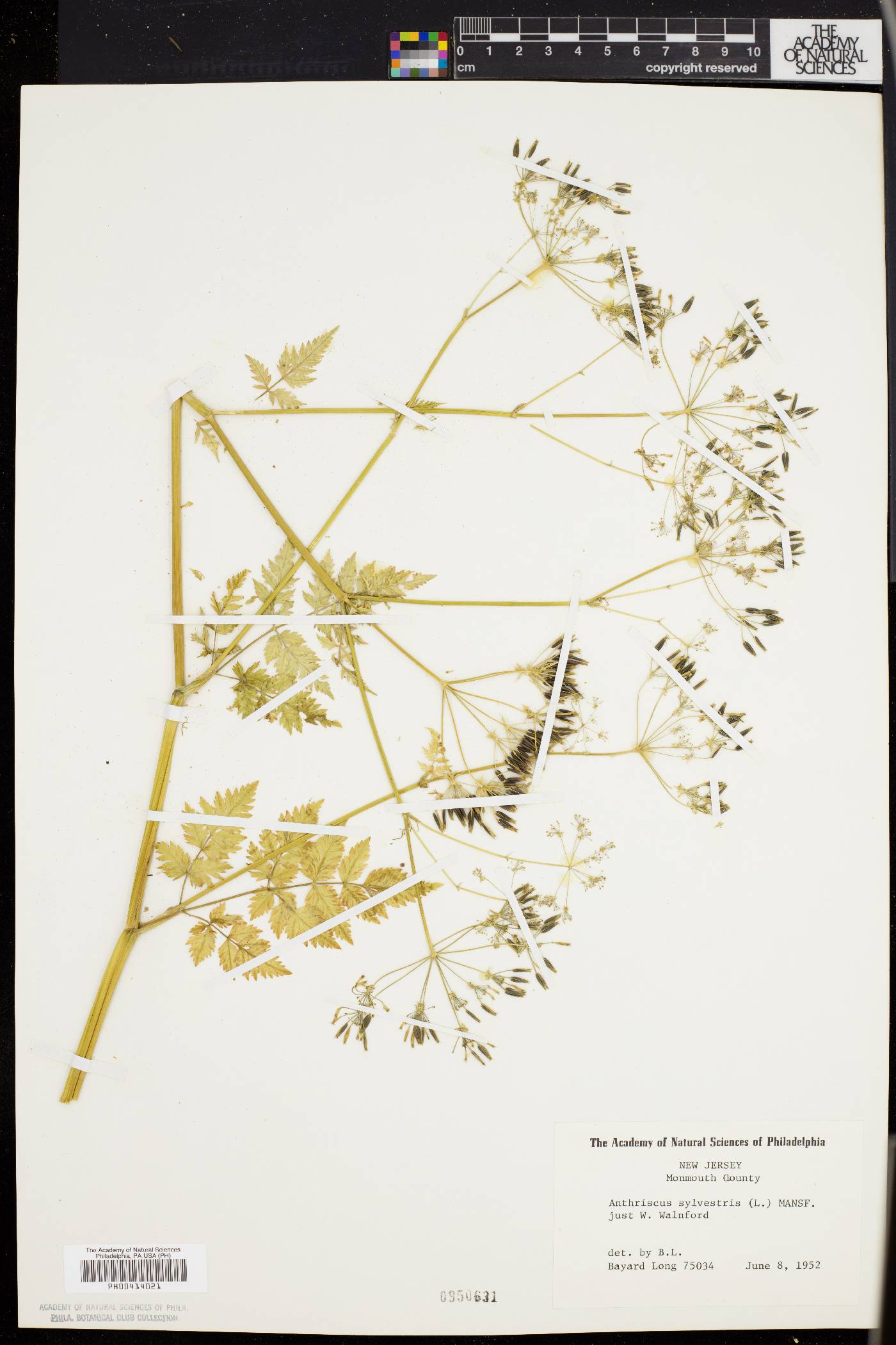 Anthriscus sylvestris image