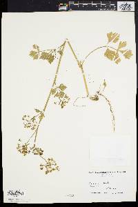 Apium graveolens image
