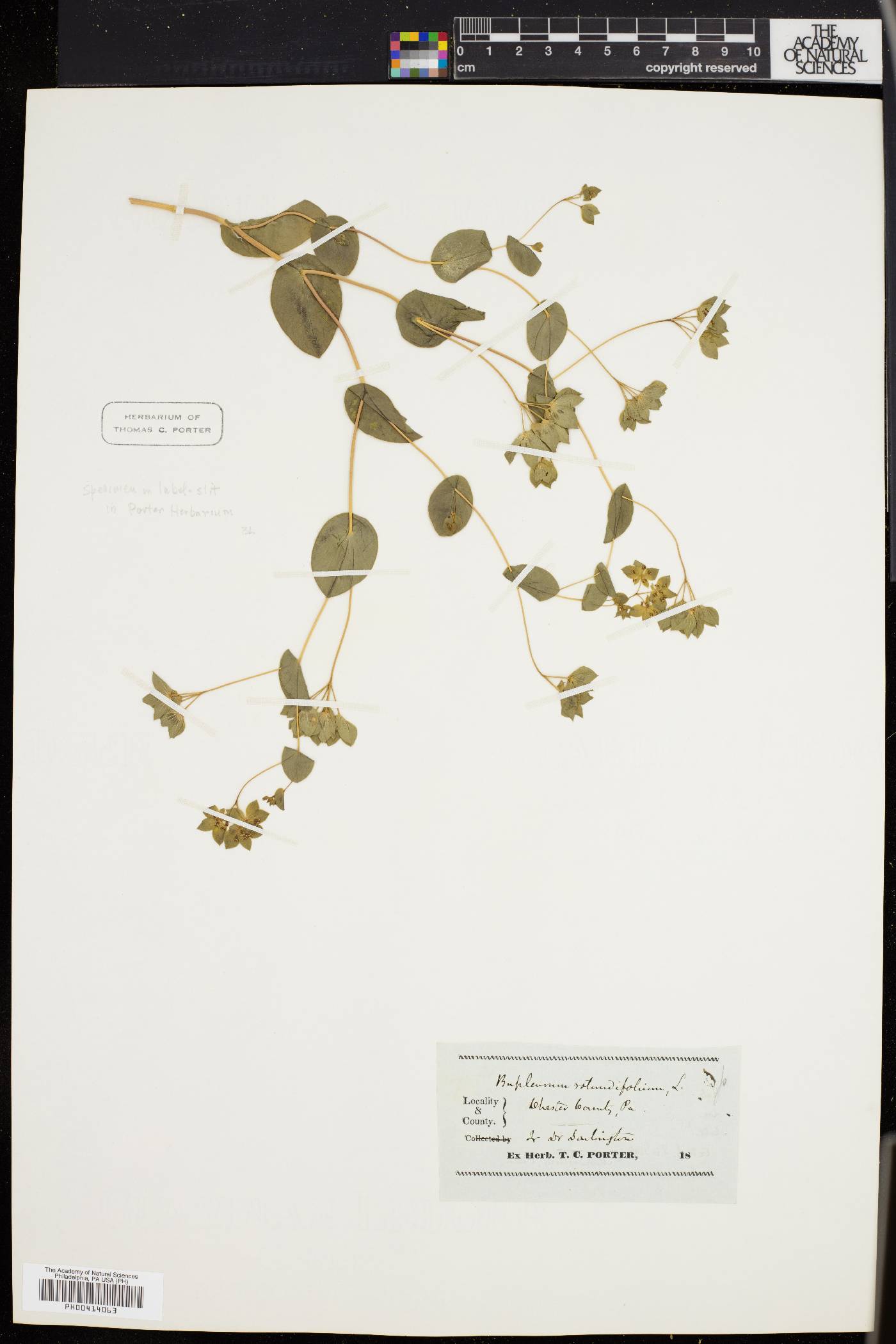 Bupleurum rotundifolium image