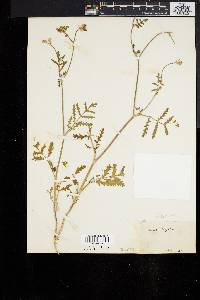 Image of Caucalis latifolia