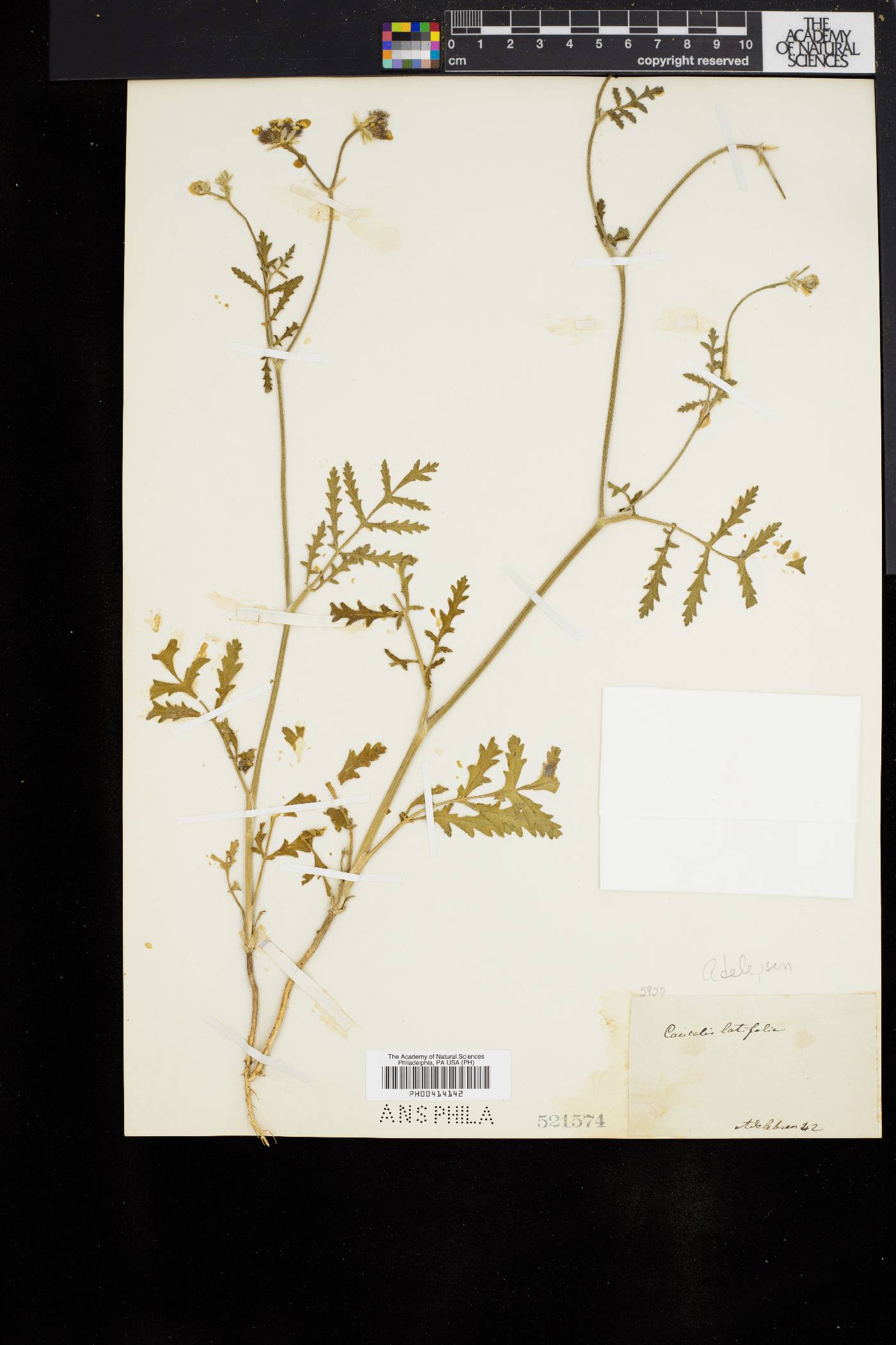 Caucalis latifolia image