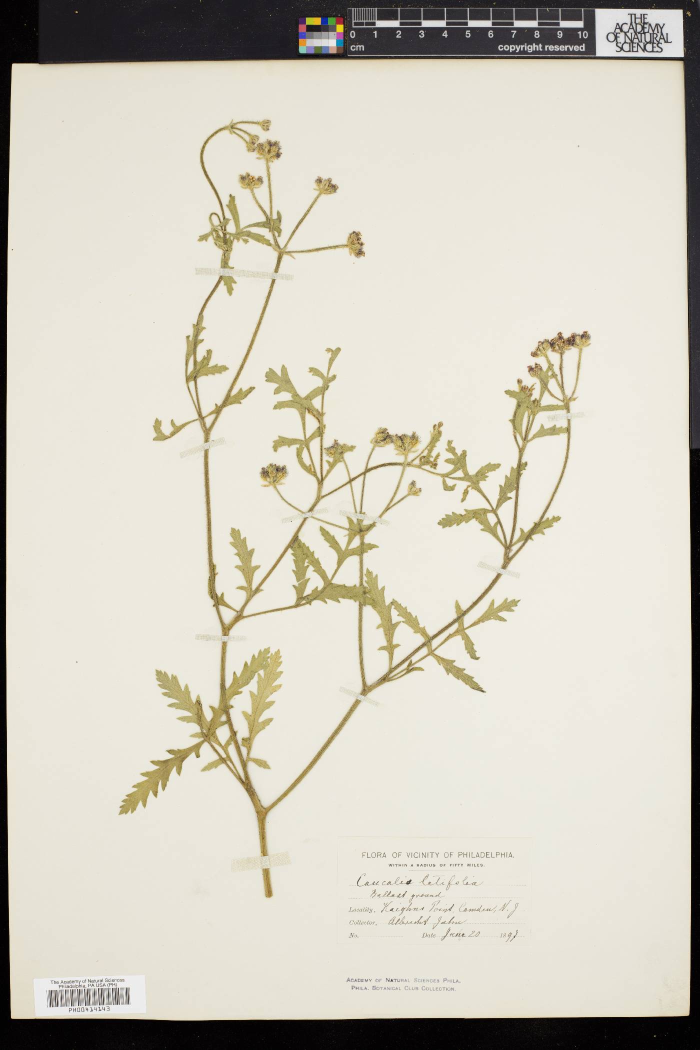 Caucalis latifolia image