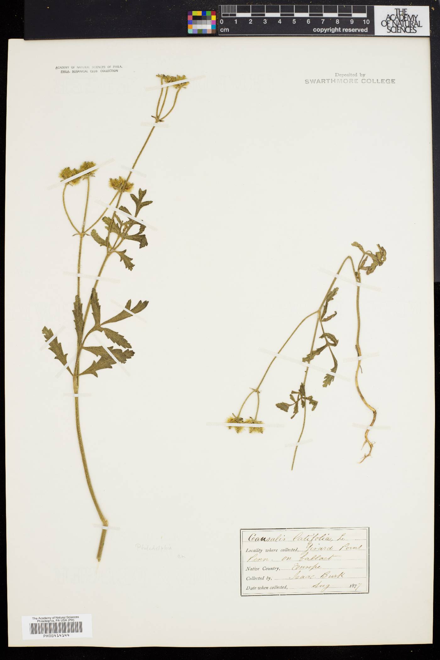 Caucalis latifolia image