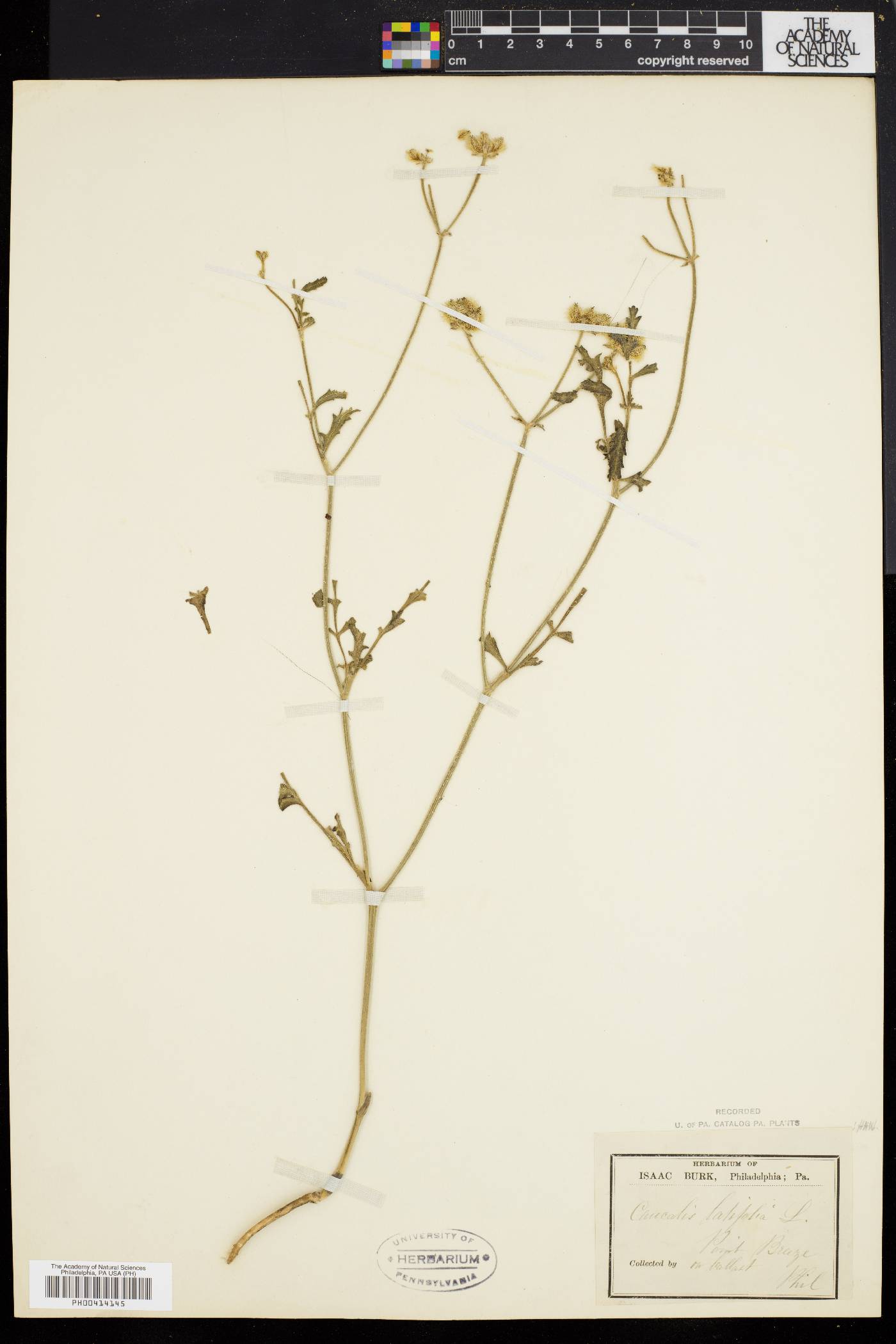 Caucalis latifolia image