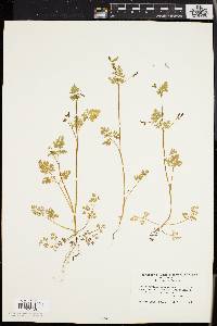 Chaerophyllum procumbens image