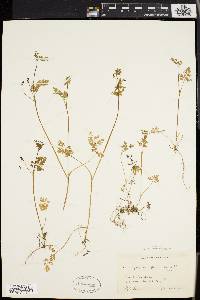 Chaerophyllum procumbens image