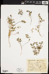 Chaerophyllum procumbens image